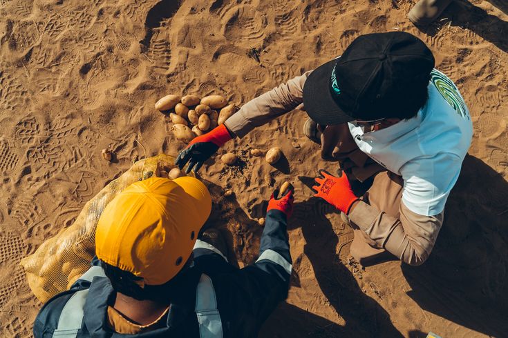 Two workers wearing gloves and hats harvest potatoes from sandy soil, collecting them into a yellow mesh bag.