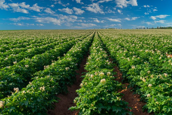 Stock-image-field1