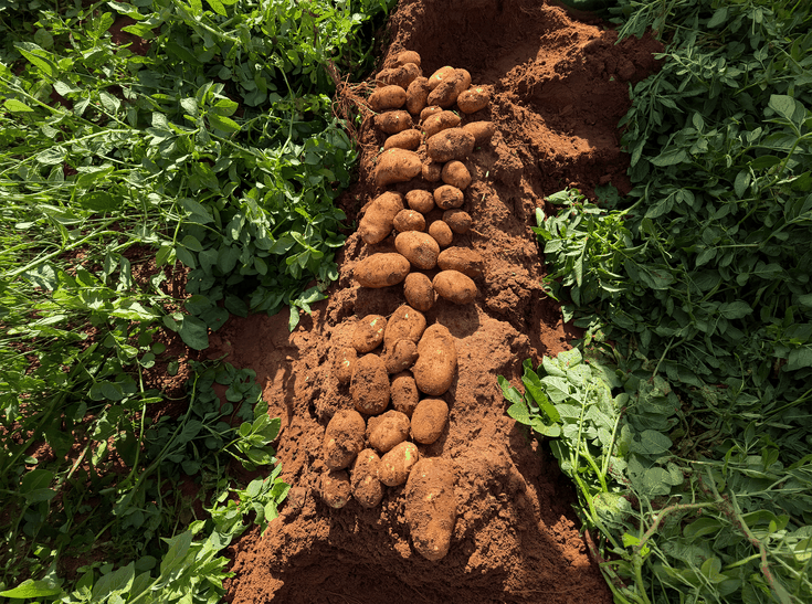 Australian Potatoes_1