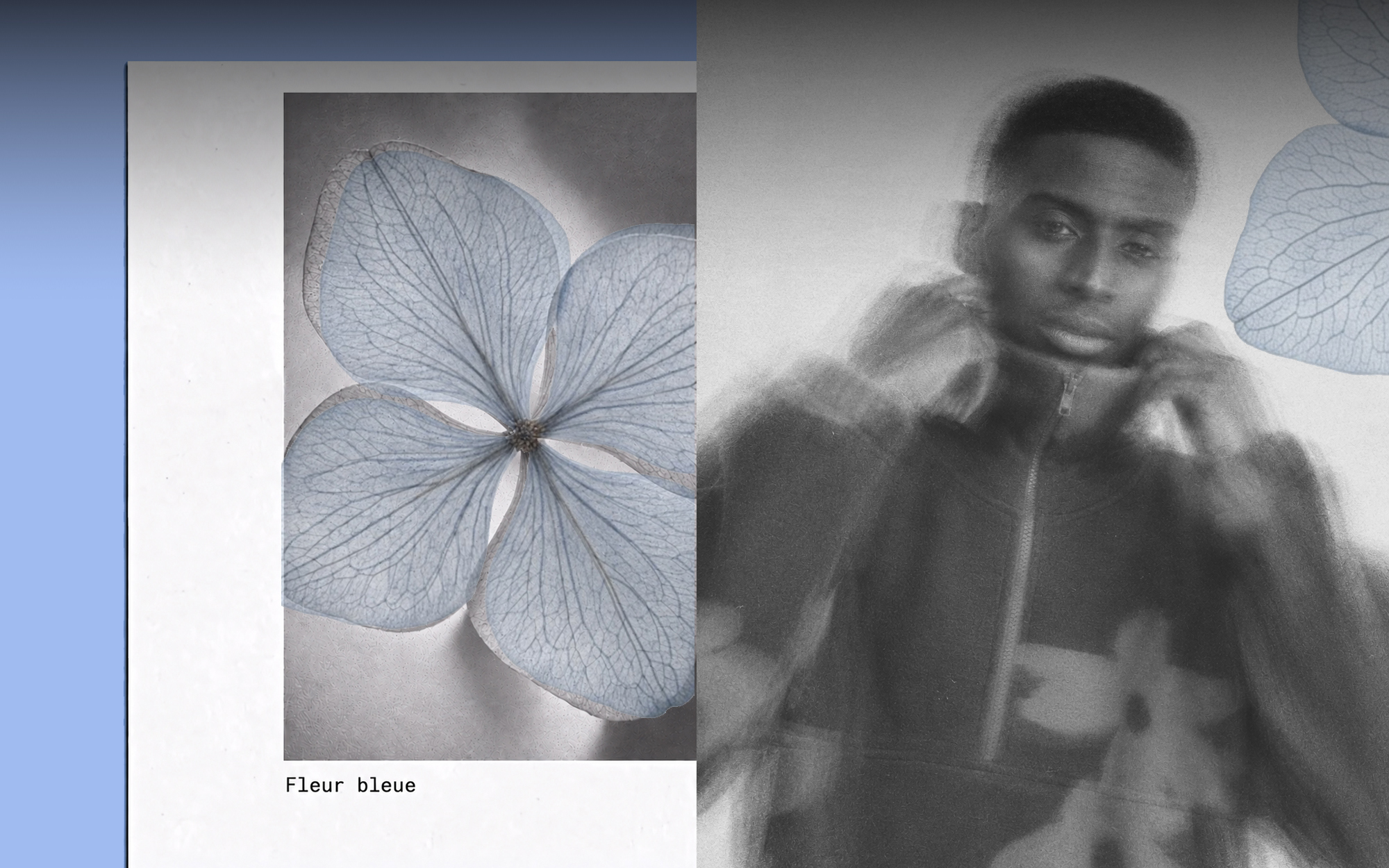 Blurred black and white photo of a person next to a detailed image of a blue flower with the text "Fleur bleue" on the side.