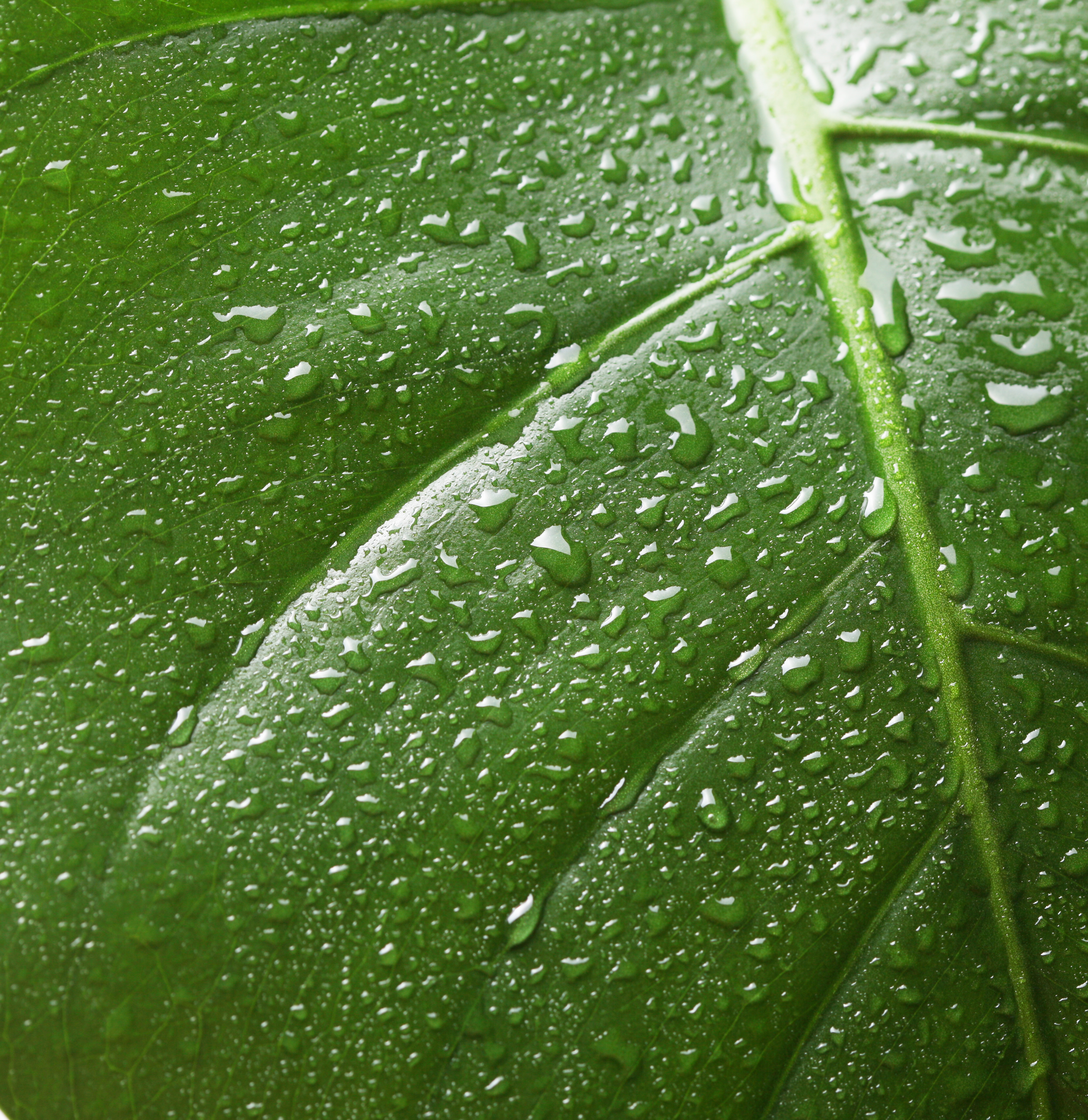 aloe tube [VEGAN BEAUTY] Mild & Moisture Aloe Vera Watery Gel (Tube)