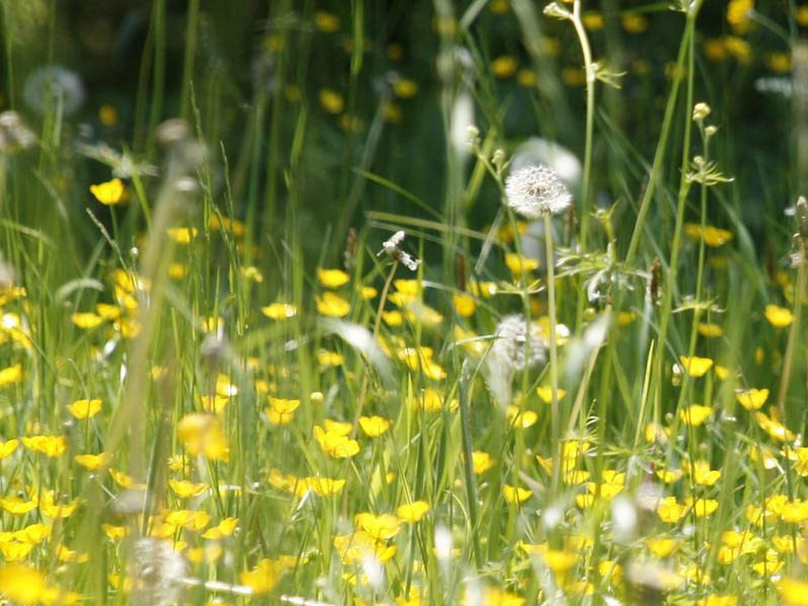 Le Congiuntiviti Primaverili