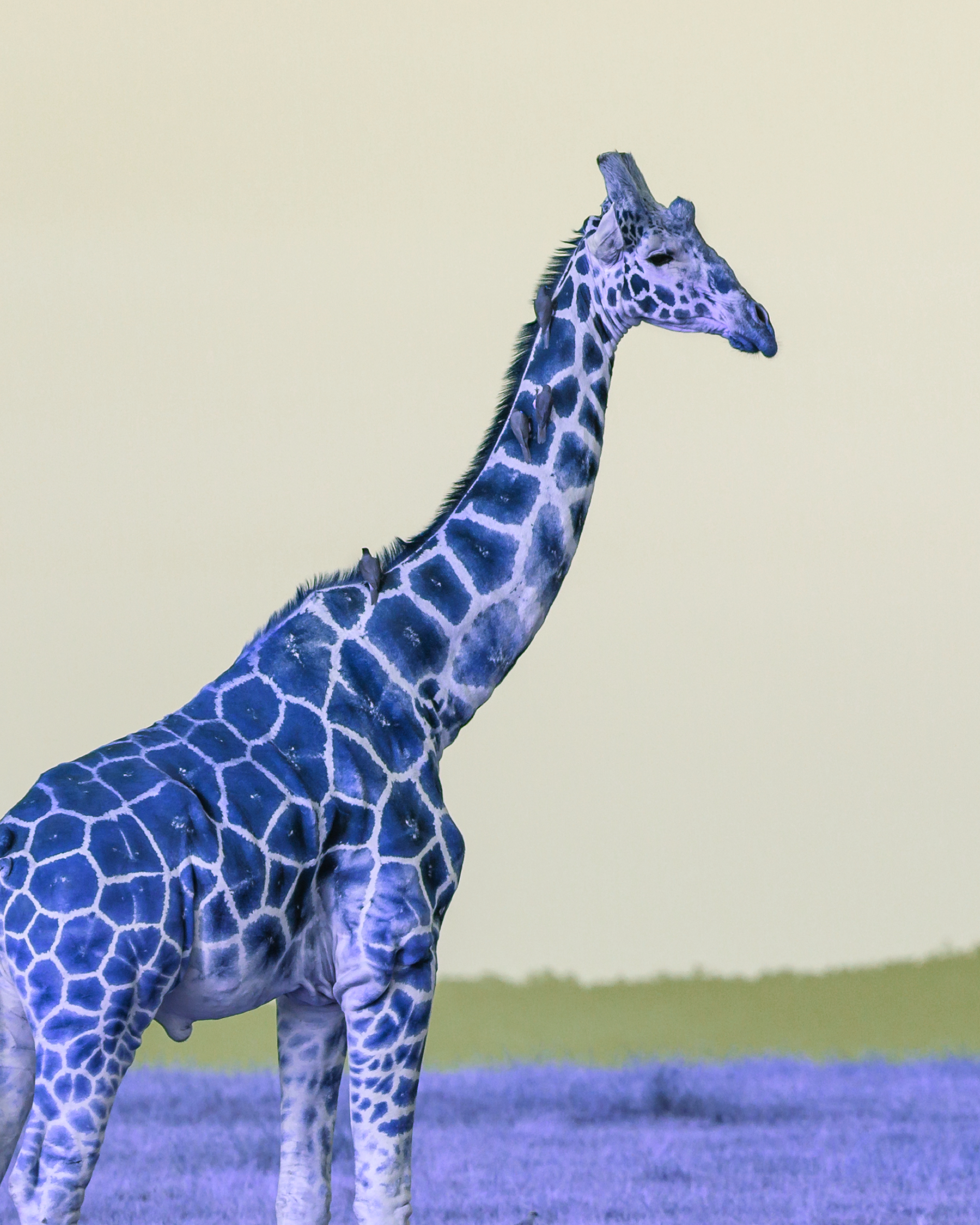 Daltonismo: come riconoscerlo 