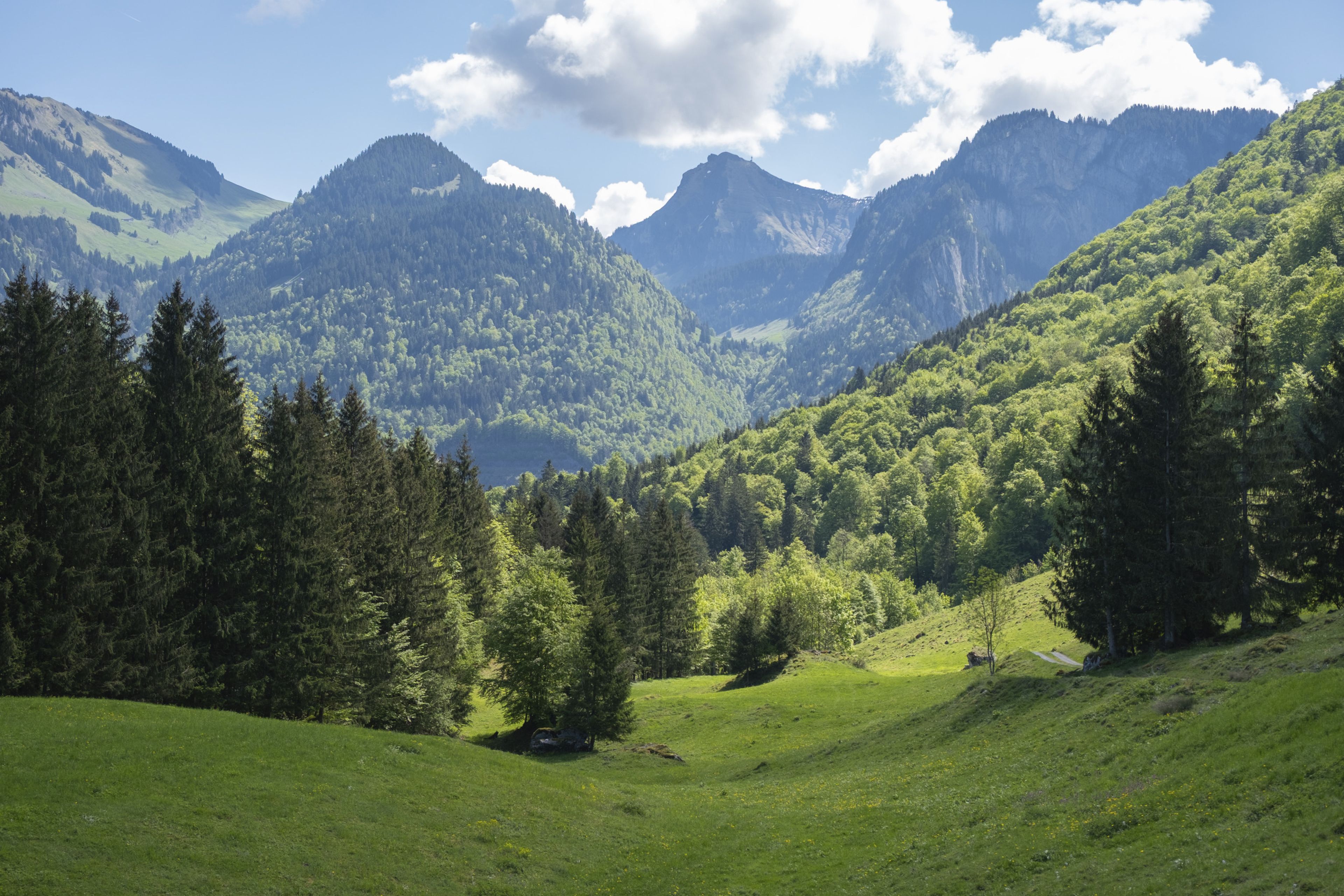 Blick auf Diedamskopf vom Vorsäß Wirmboden