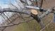 A chainsaw trimming a thick tree branch outdoors, surrounded by bare trees and fallen leaves on the ground.