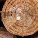 Holzpfahl
