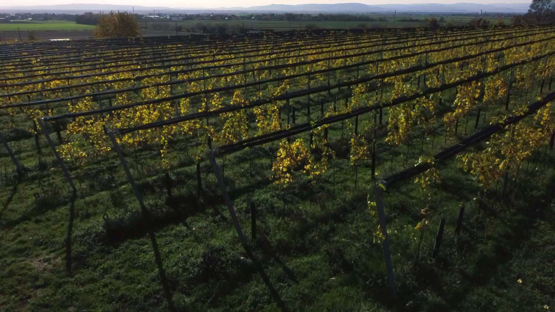 Rows of vineyard with golden autumn leaves, stretching into the distance under a clear sky with hills in the background.