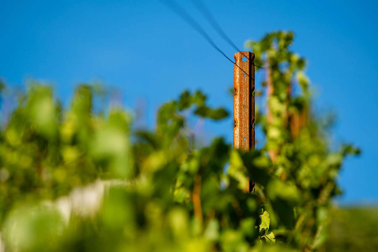 Weinbau-Pfahl