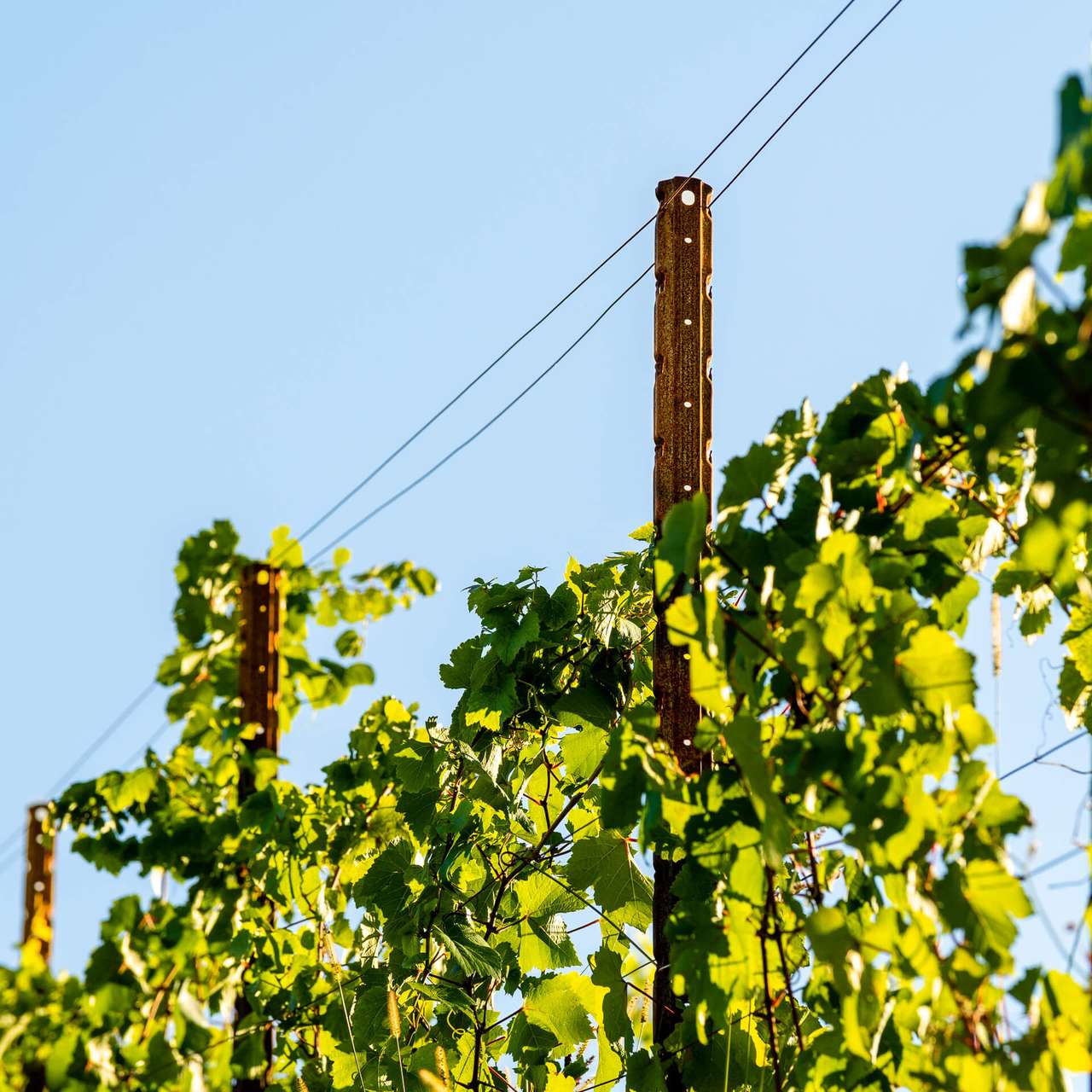 Weinreben