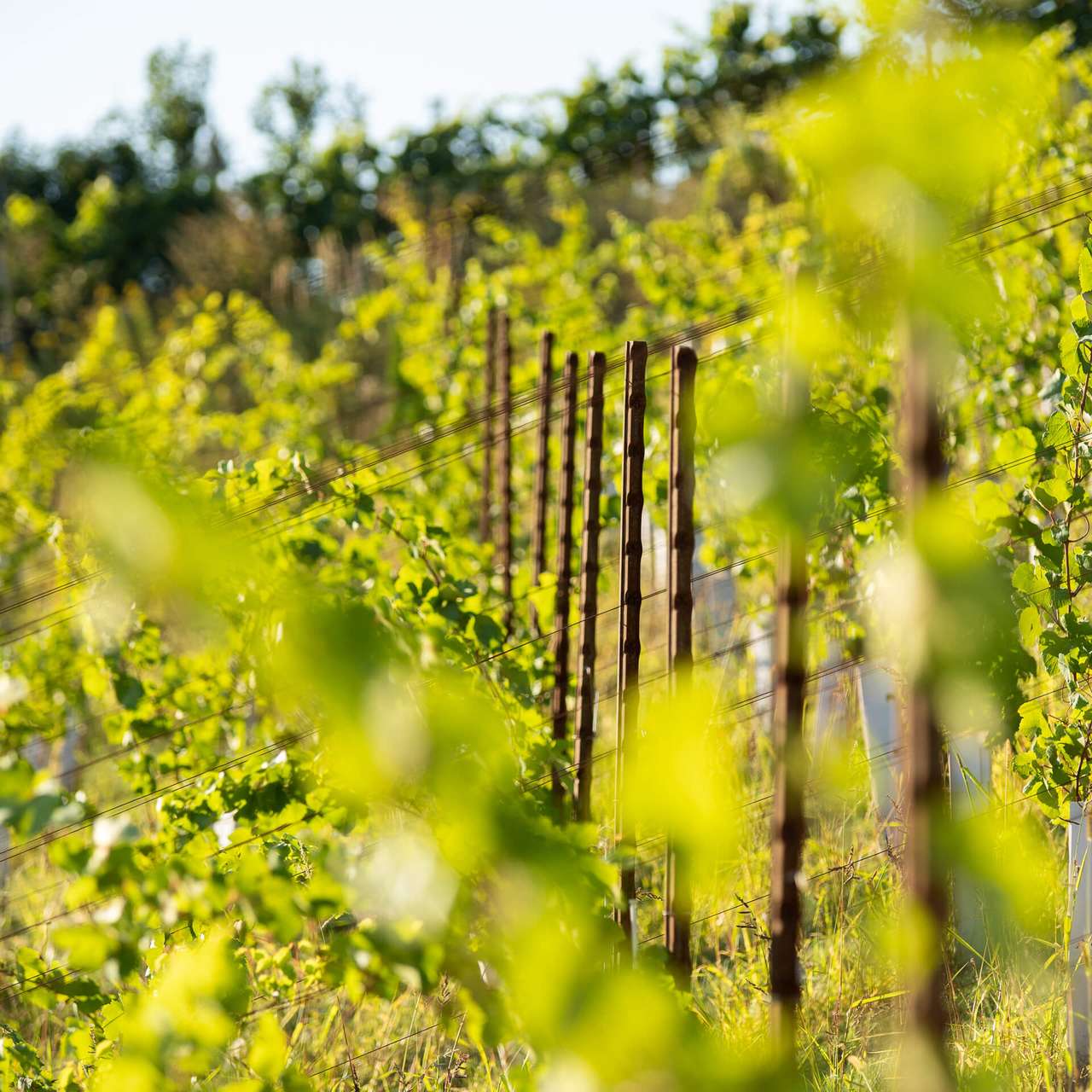 Weinreben