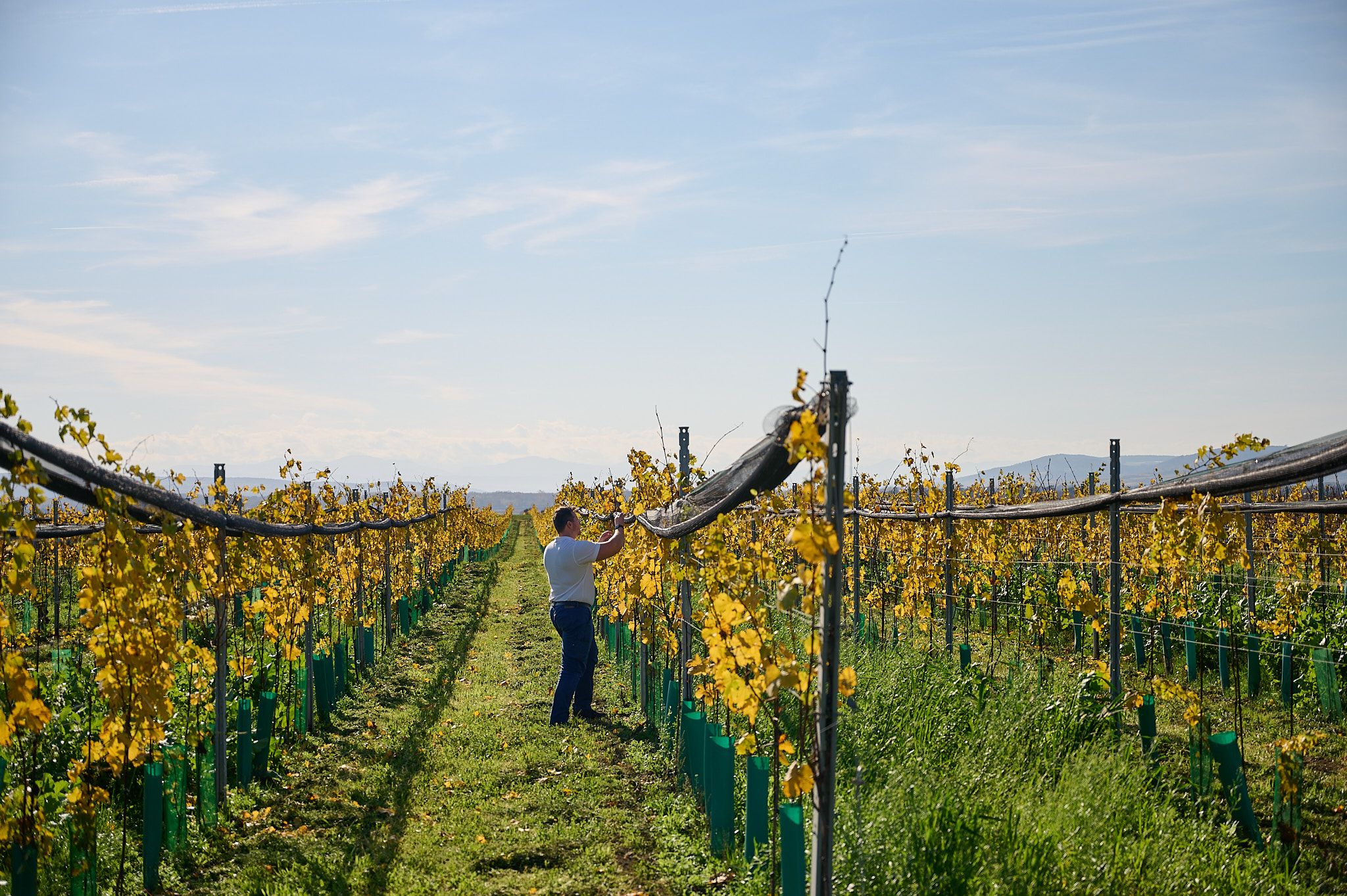 Christian Künstler, Weinbau KAPPA