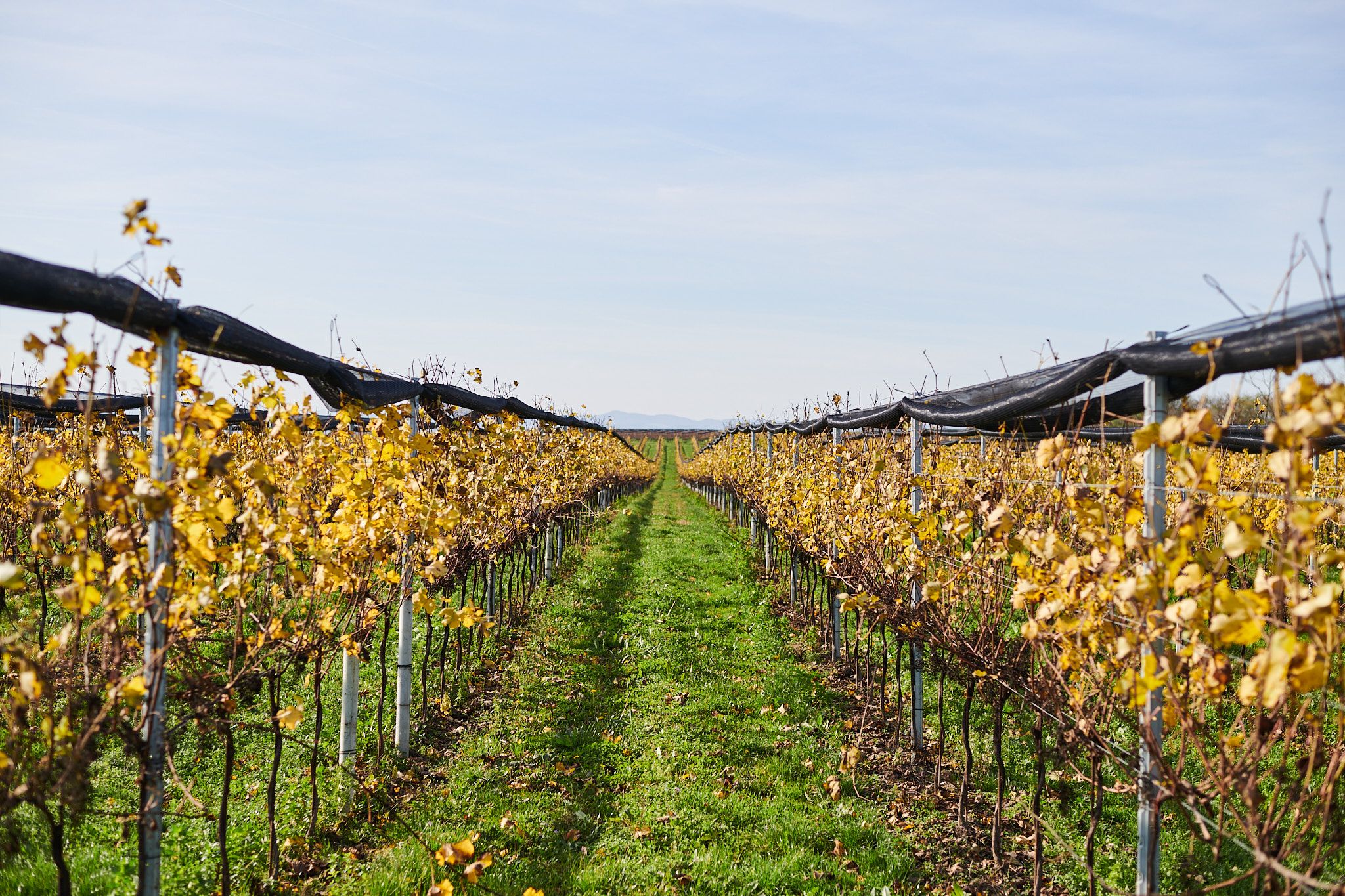 Weinbau / Reebfläche