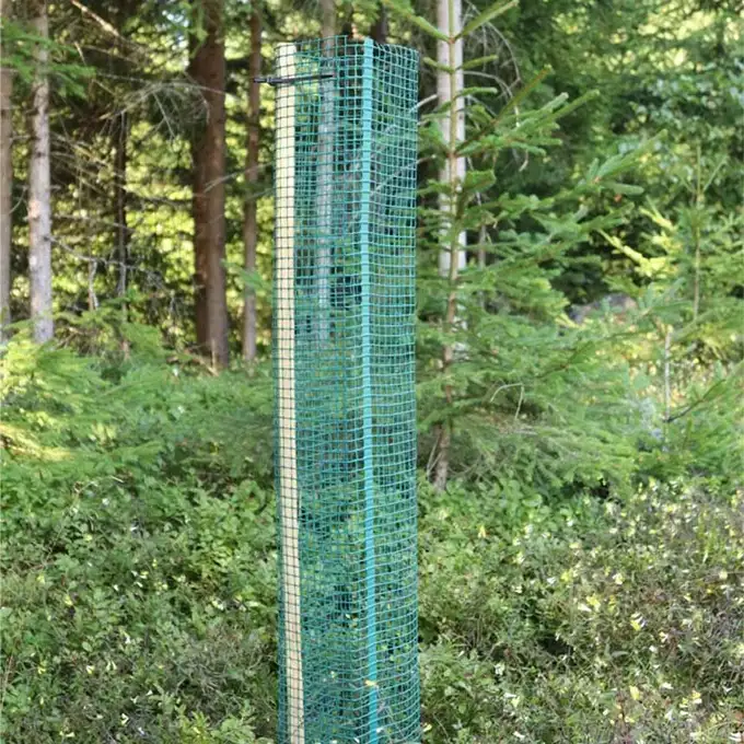 Freiwuchs im Wald