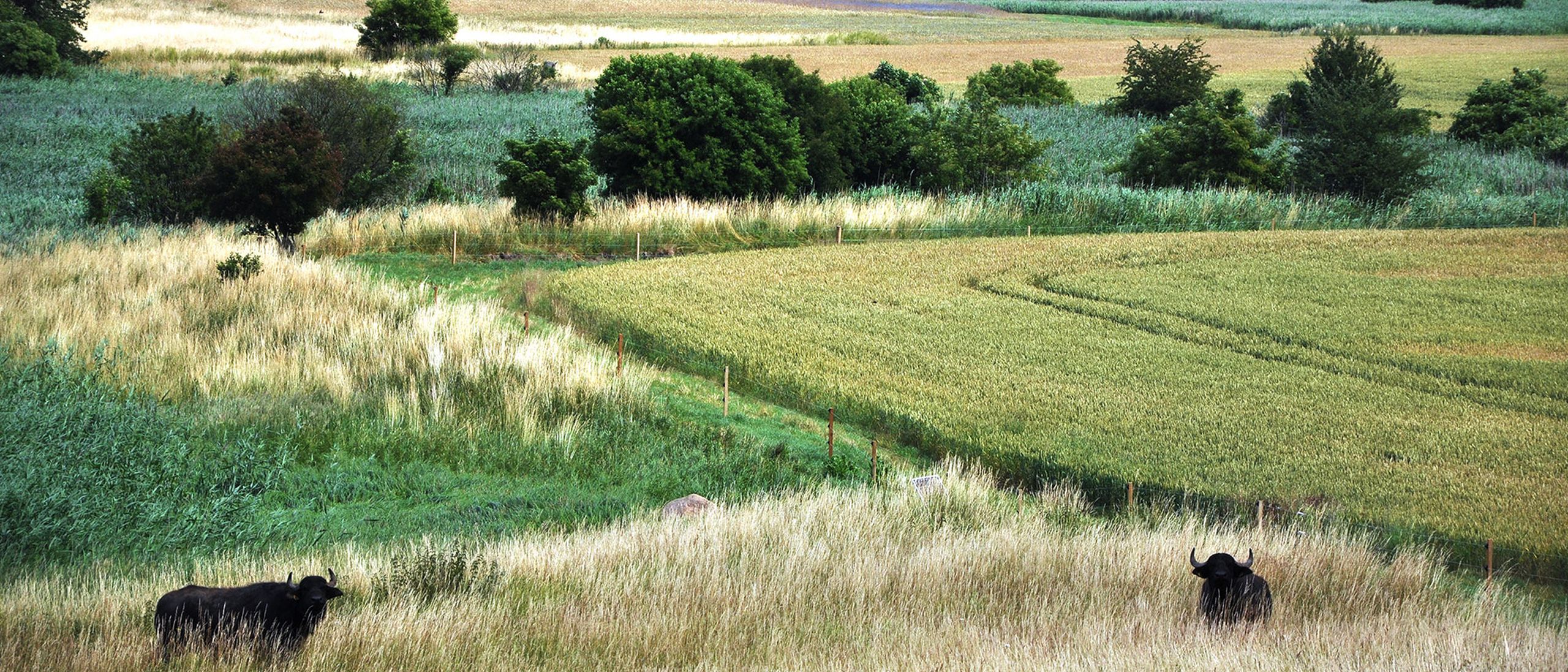Water buffalos in the Sernitz wetlands. A scenic landscape with two black cows grazing in a lush, green field surrounded by trees and rolling hills under a cloudy sky.