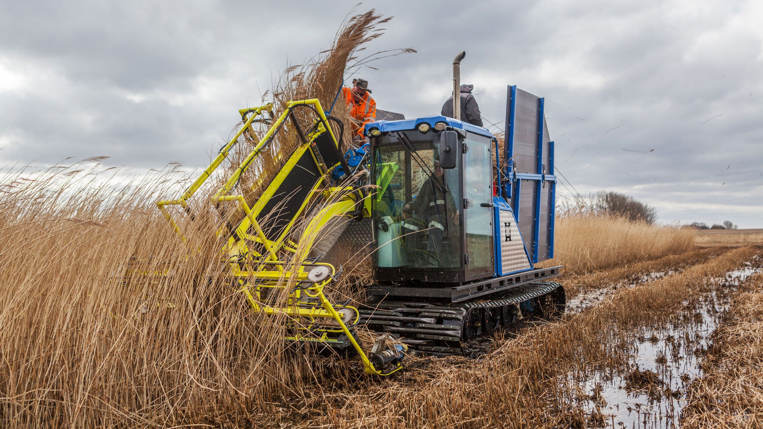 A blue and yellow tracked harvester cuts paludi in a marshy field under a cloudy sky. A blue and yellow tracked harvester cuts paludi in a marshy field under a cloudy sky.
