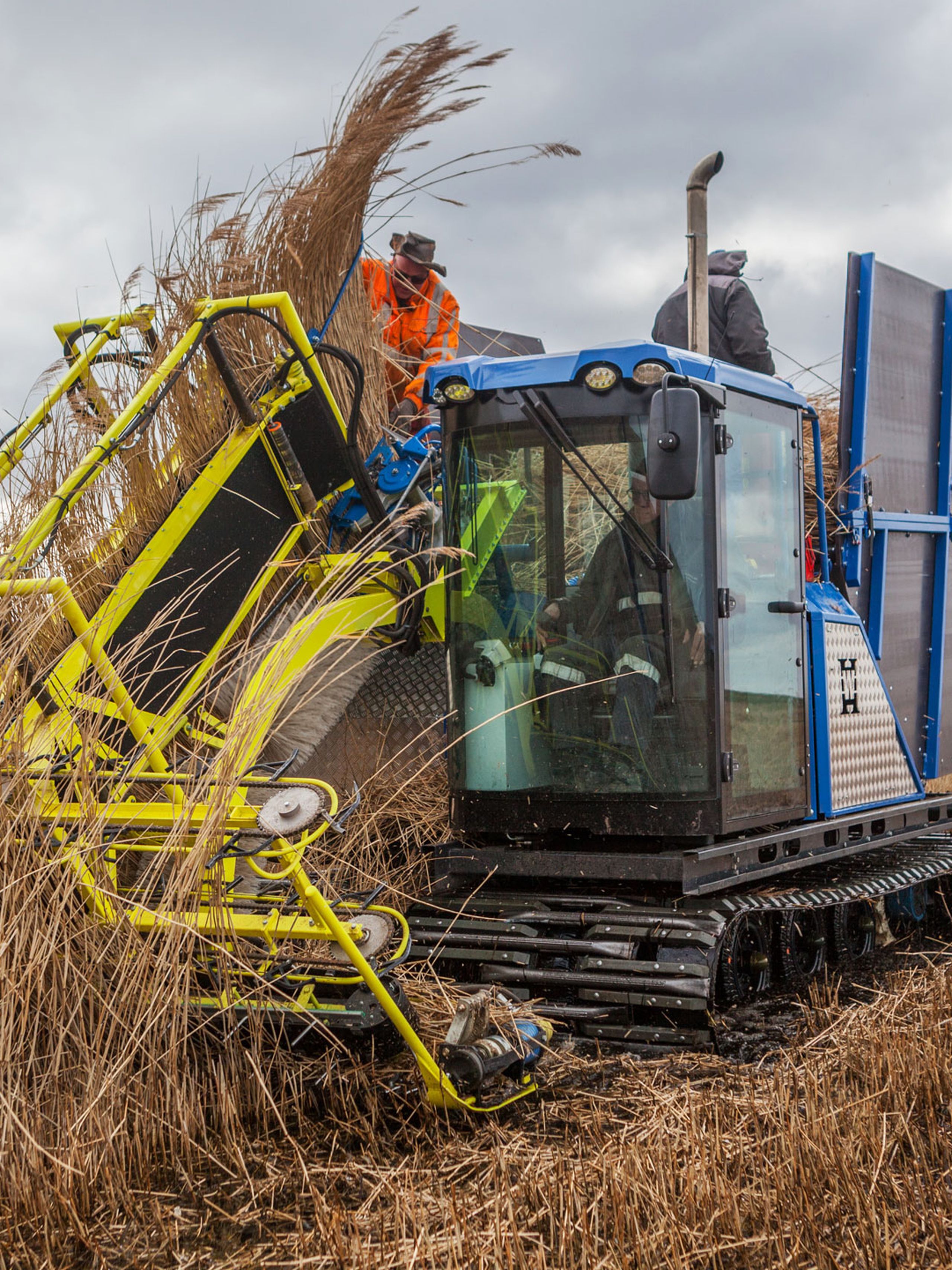 A blue and yellow tracked harvester cuts paludi in a marshy field under a cloudy sky.