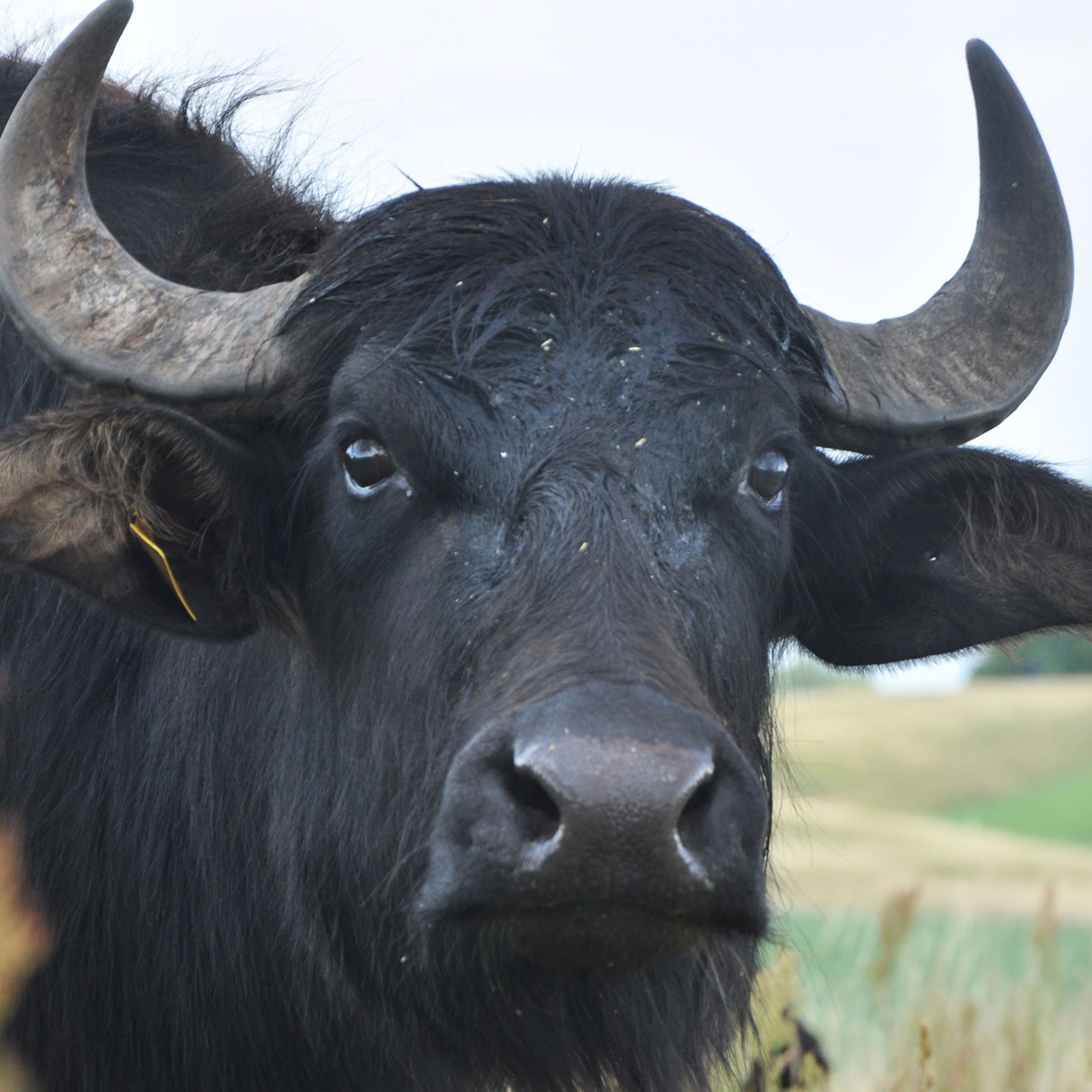 Water buffalo in the Sernitz wetlands. Close-up of a water black buffalo with large curved horns standing in a grassy field, with a blurred landscape in the background.