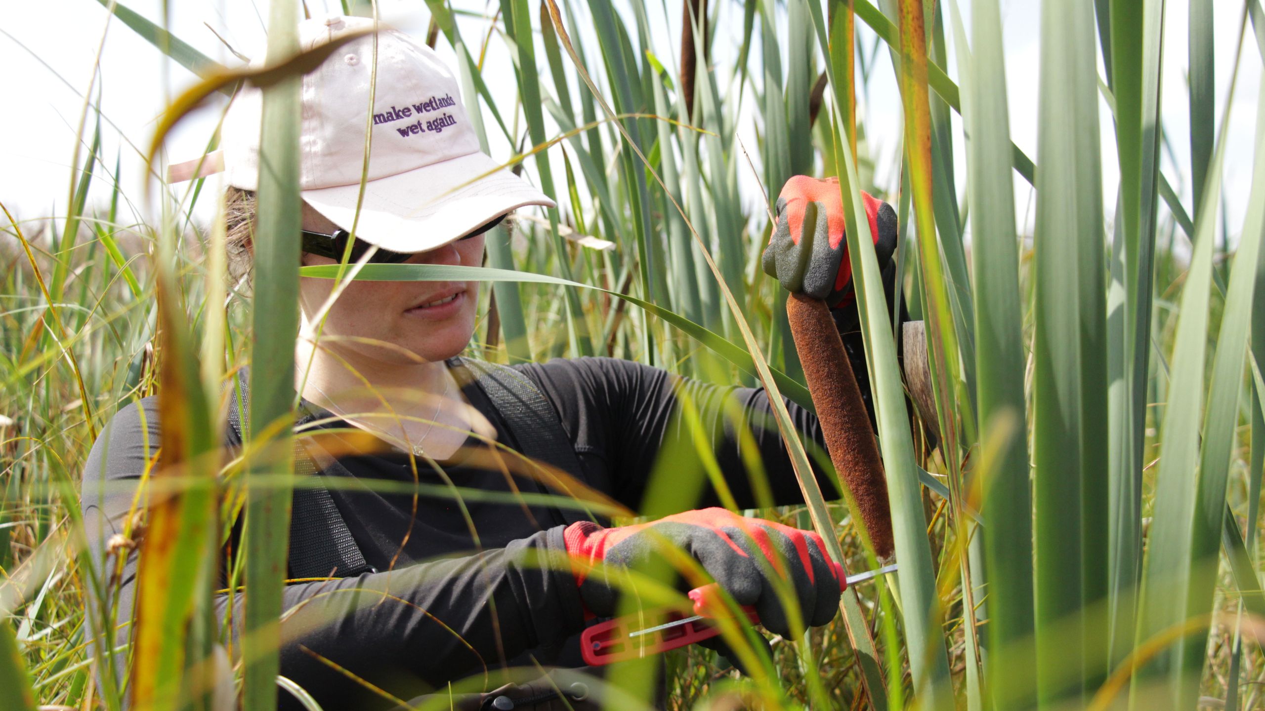 Person wearing gloves and a hat, examining tall grass or reeds in a field, under a clear sky.