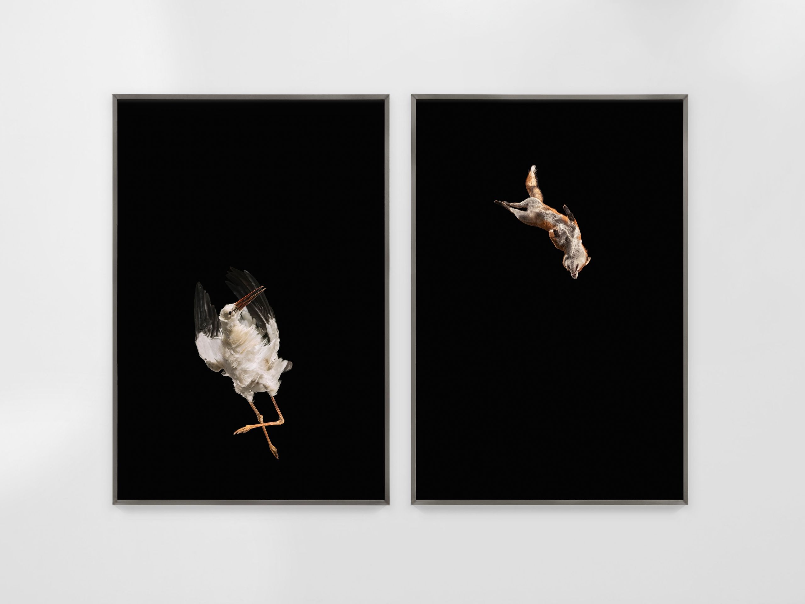 Two framed artworks on a white wall depict a bird and a human figure, both set against a black background in mid-motion.