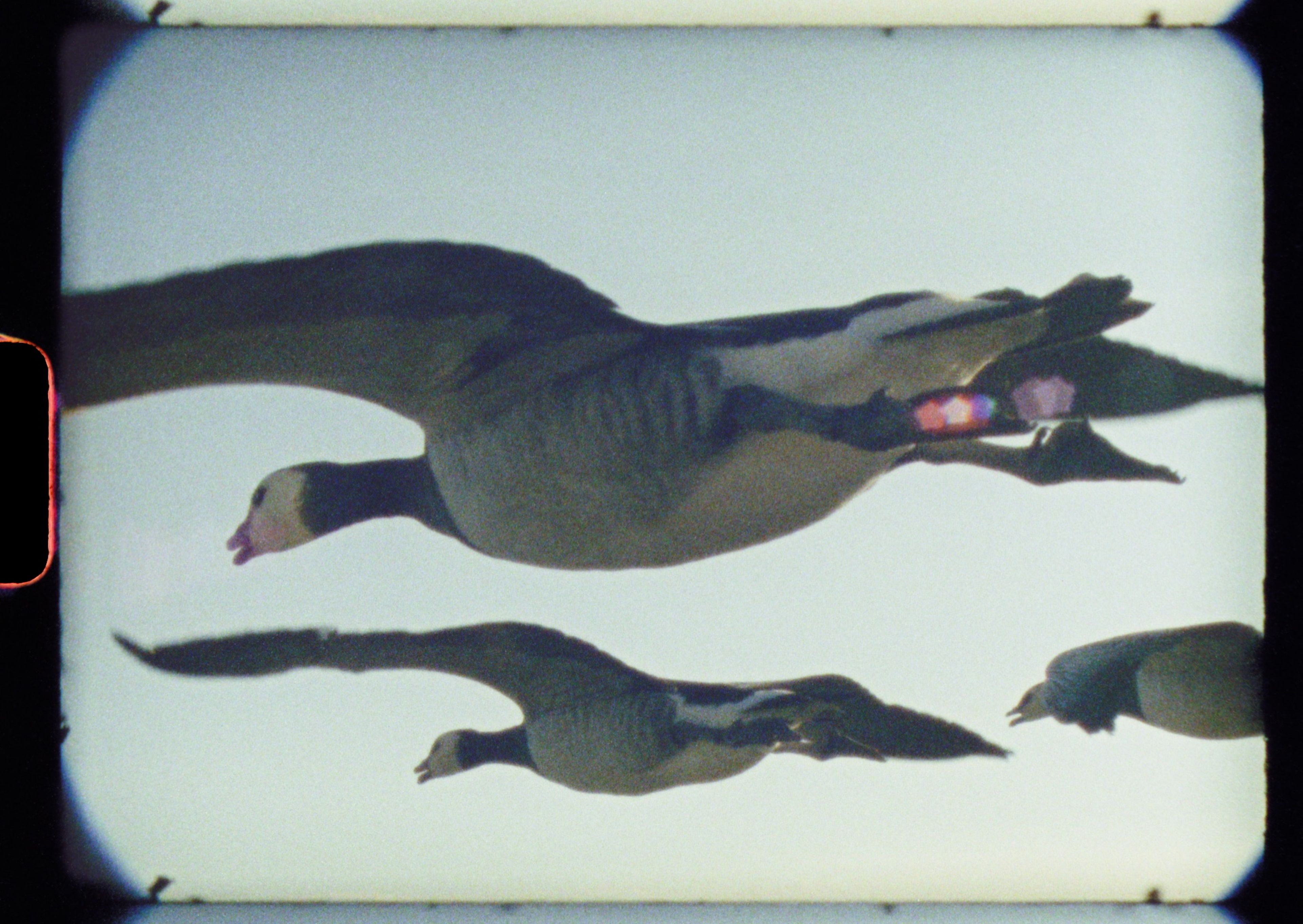 Super Nature - First Films Opening Night Film