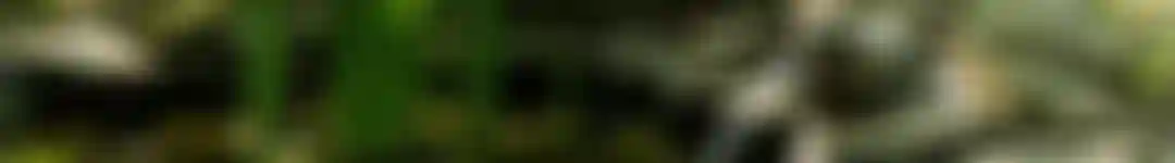 Vijverfilter