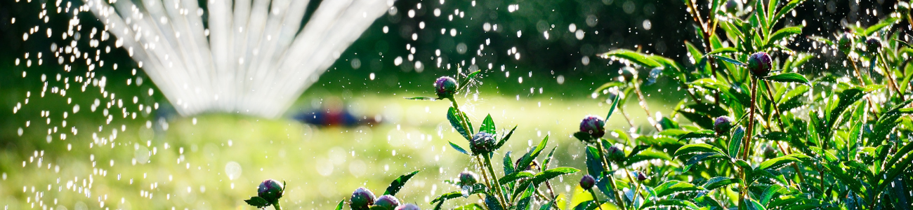 Sprinkleranlage zur Bewässerung eines Gartens mit grünen Pflanzen und violetten Blumen im Mittelpunkt, wobei das Sonnenlicht einen Glitzereffekt auf den Wassertropfen erzeugt.