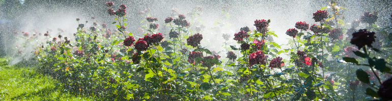 Garten bewässern? Lesen Sie hier, welche Pumpe Sie benötigen