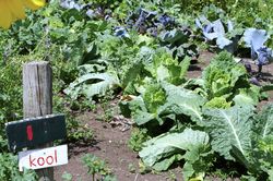 Een veld met kool met een bordje waar 'kool' op geschreven staat.