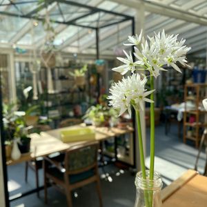 De dagbestedingsruimte van Kastanjehof heeft veel natuurlijk licht en groen van bloemen en planten en dat is dan ook duidelijk te zien op deze sfeerfoto.