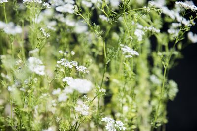 Een close-up van kleine, witte bloemen.