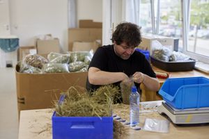 Een man met zwart haar en een zwart shirt, doet hooi in een zakje. Op tafel staan 2 blauwe sorteerbakken, waarvan één gevuld is met hooi. Op de achtergrond staat een grote kartonnen doos met zakken met hooi.