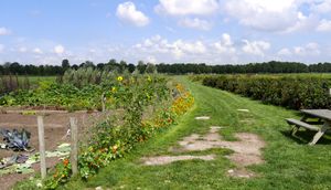 Een akker met groenten en bloeiende bloemen langs een pad van gras. Daarboven heldere blauwe lucht met witte wolken.
