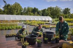 Drie mannen doen planten in potten bij een tafel. Op de achtergrond staan planten en in de verte een kas.