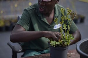 Een man met een groen shirt doet een plant in een pot.