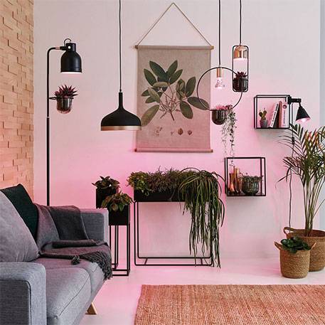 Černé rostlinné světlo