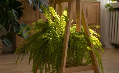 Plants in the yoga room