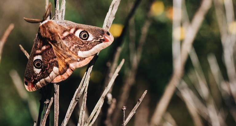 Insect-friendly lighting