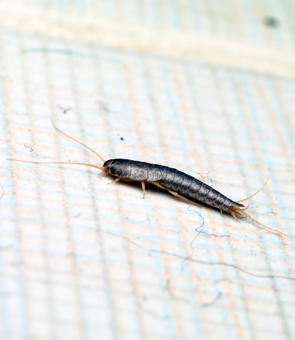 Silberfische loswerden im Haus loswerden | Desinfecta