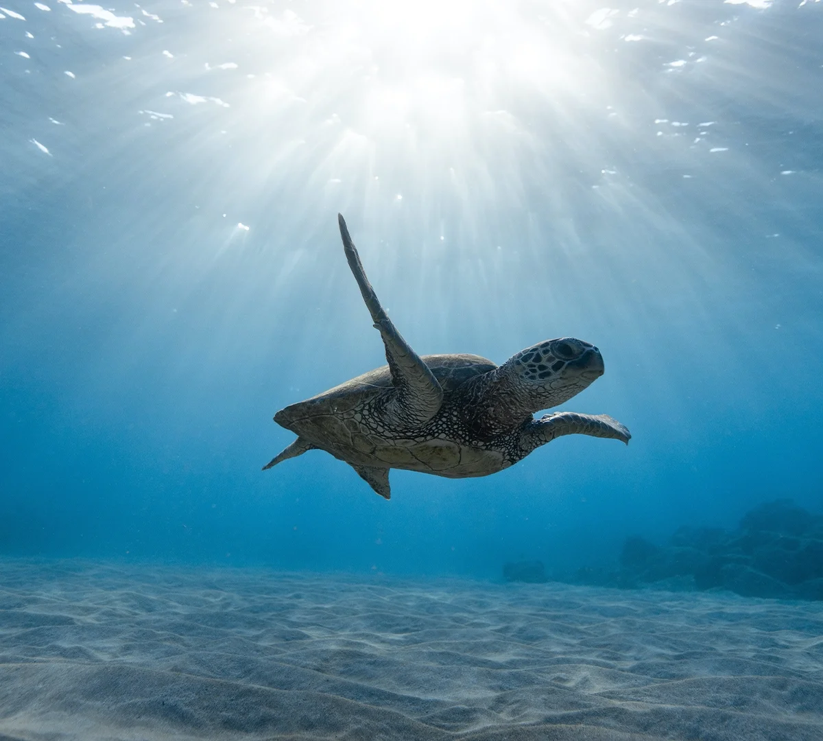 Turtle in the ocean