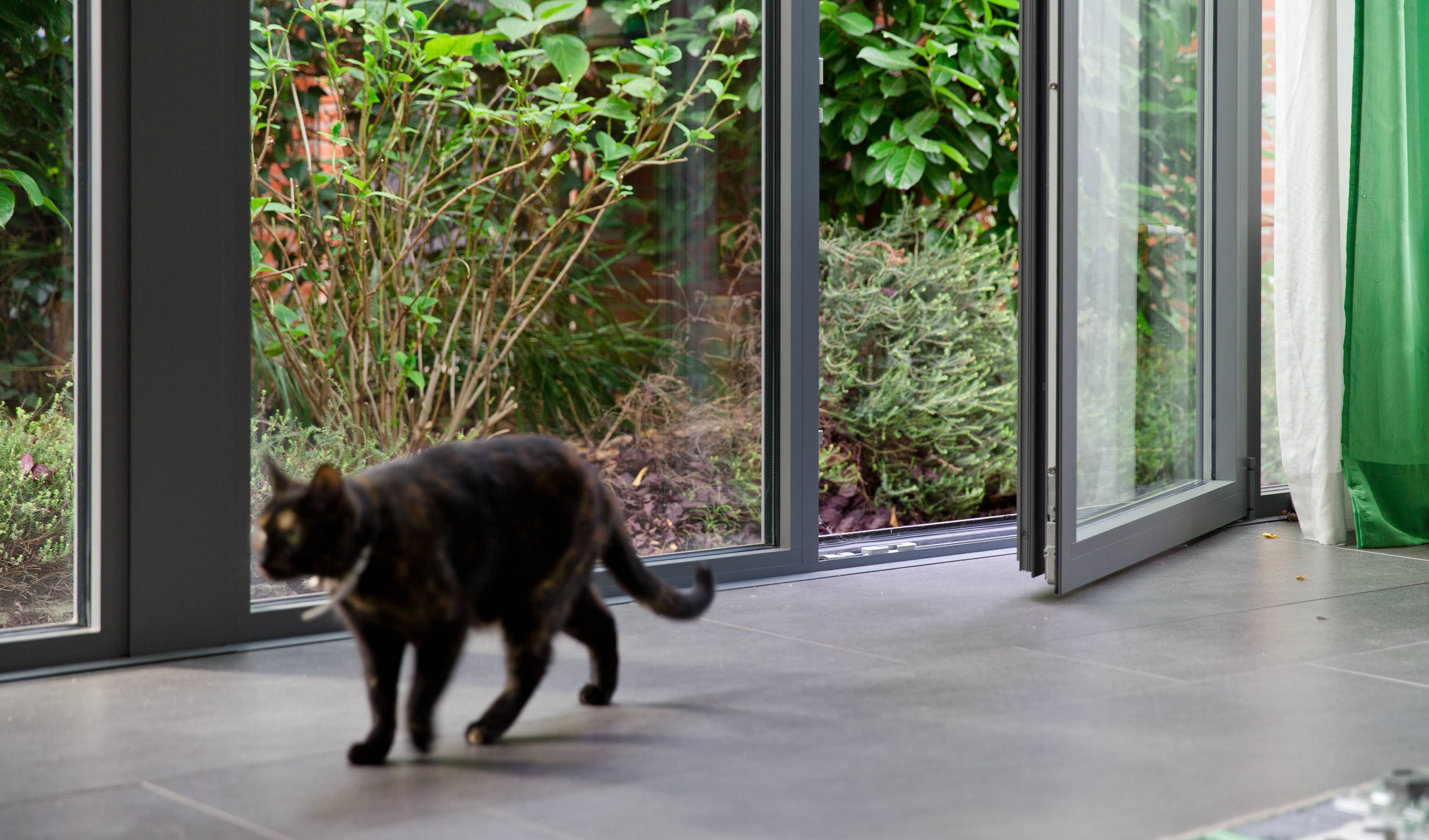 Vue intérieure de grandes châssis en aluminium gris de Profel ouvertes avec un chat noir entrant