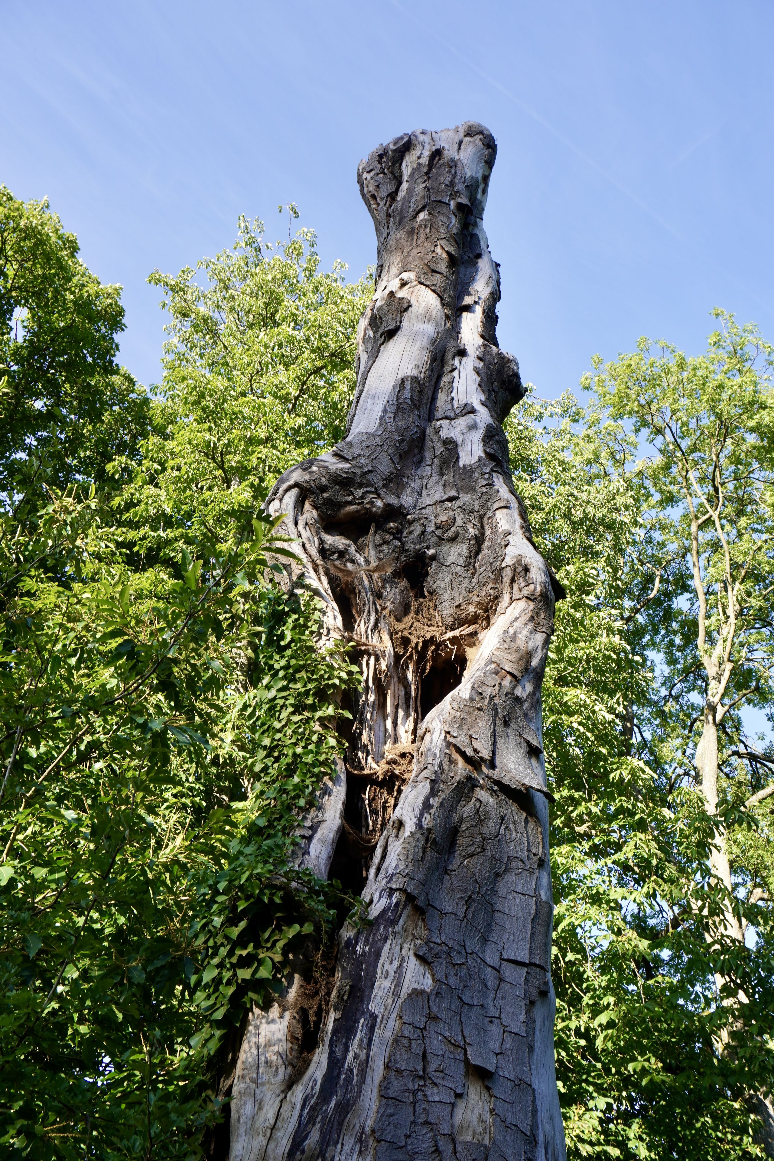 Tall, weathered tree trunk with a hollow center, surrounded by lush green foliage against a clear blue sky.