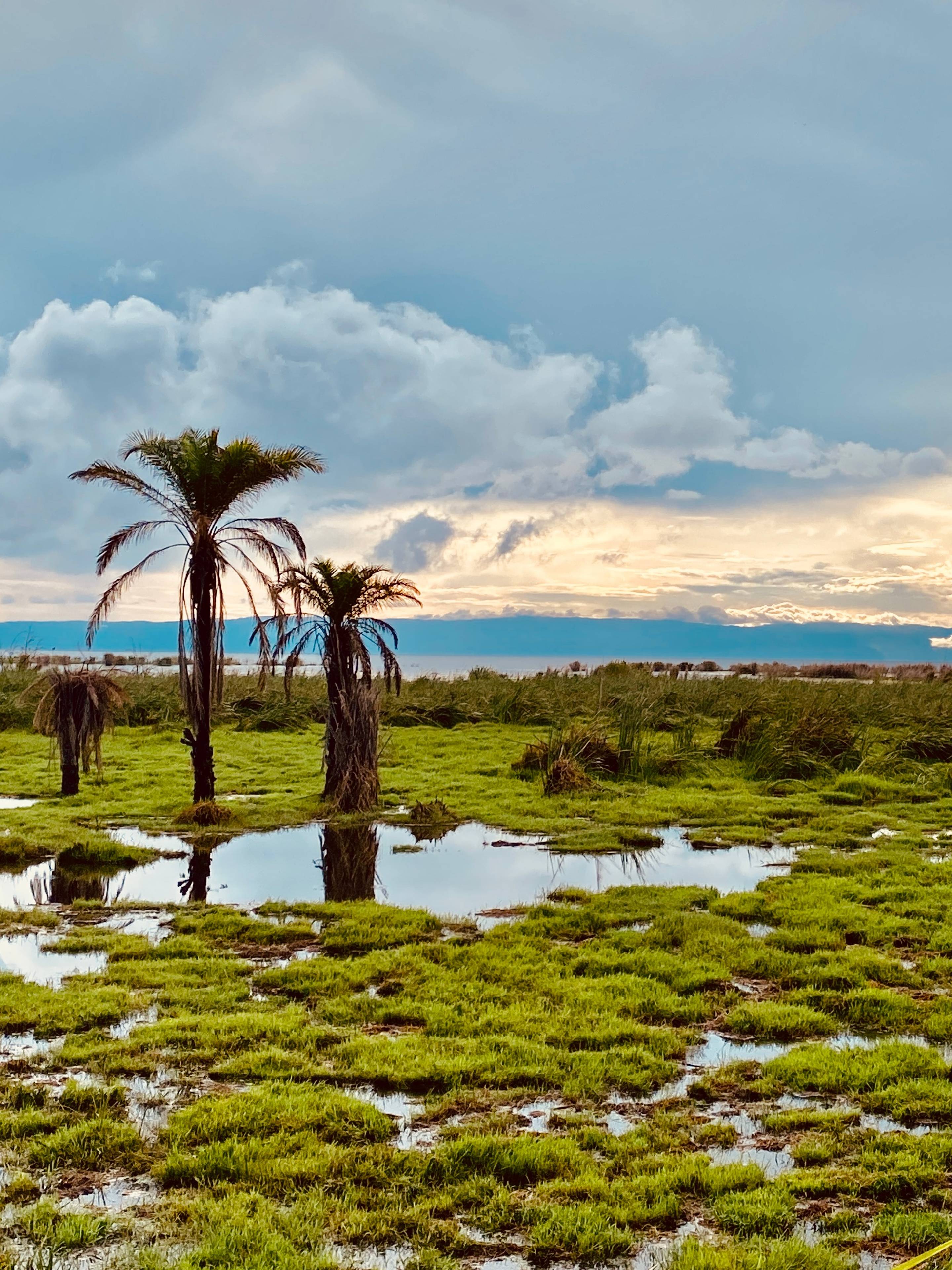 Lush green landscape with scattered palm trees, reflecting pools of water, and a dramatic cloudy sky at sunset.