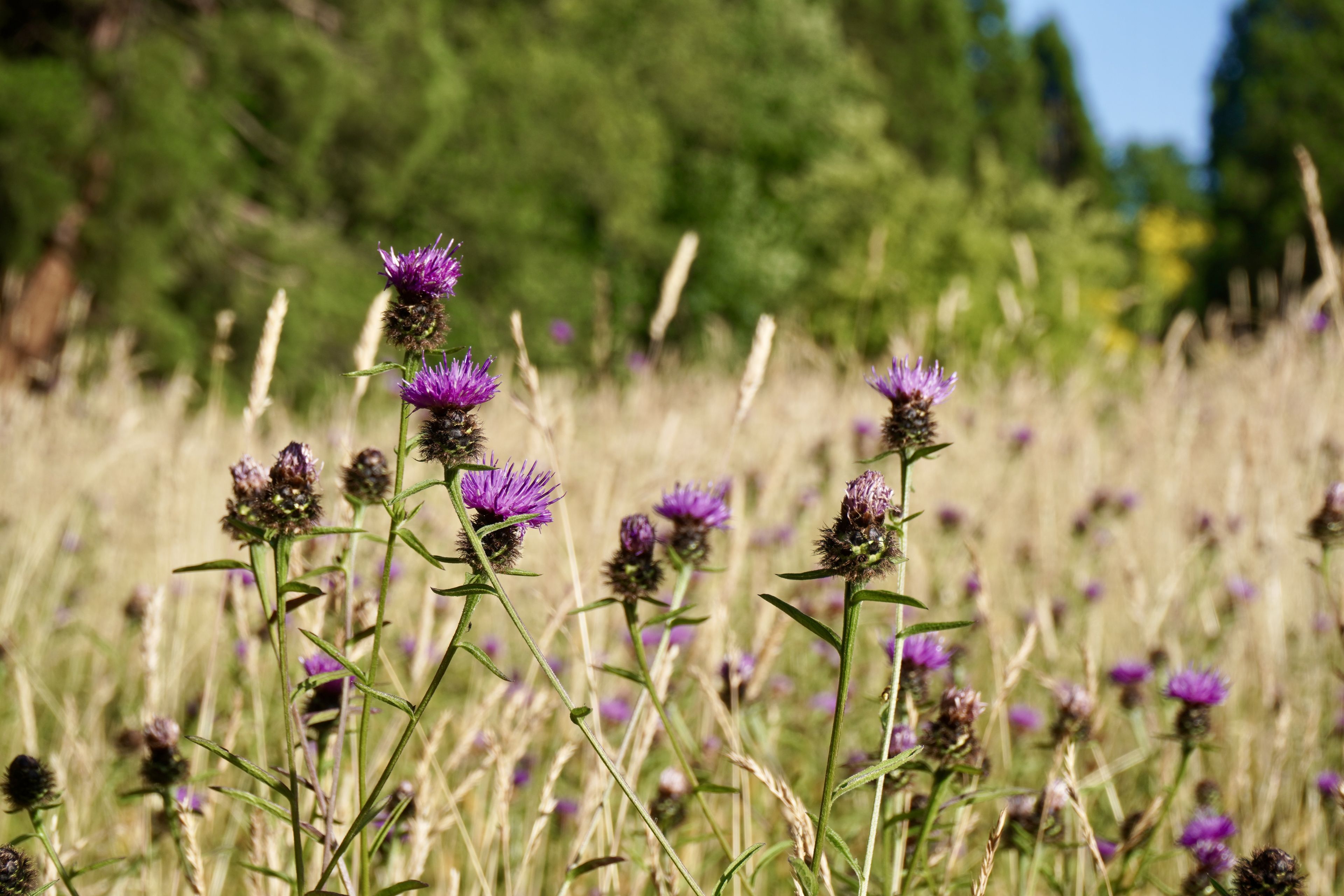 Purple thistle flowers in a sunlit meadow with tall grasses, surrounded by lush green trees under a clear blue sky.