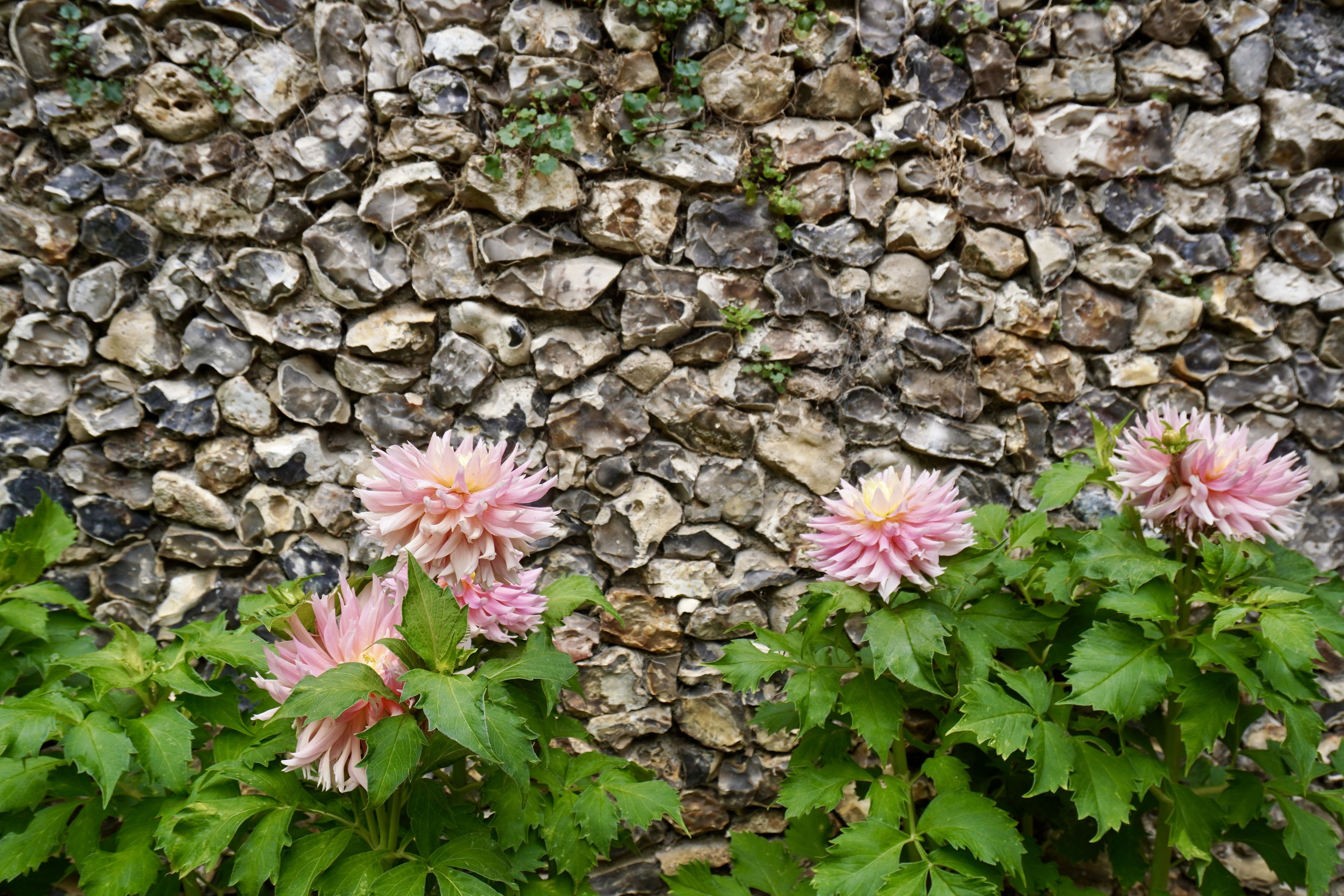 Pink dahlias with green leaves in front of a textured stone wall made of flint.