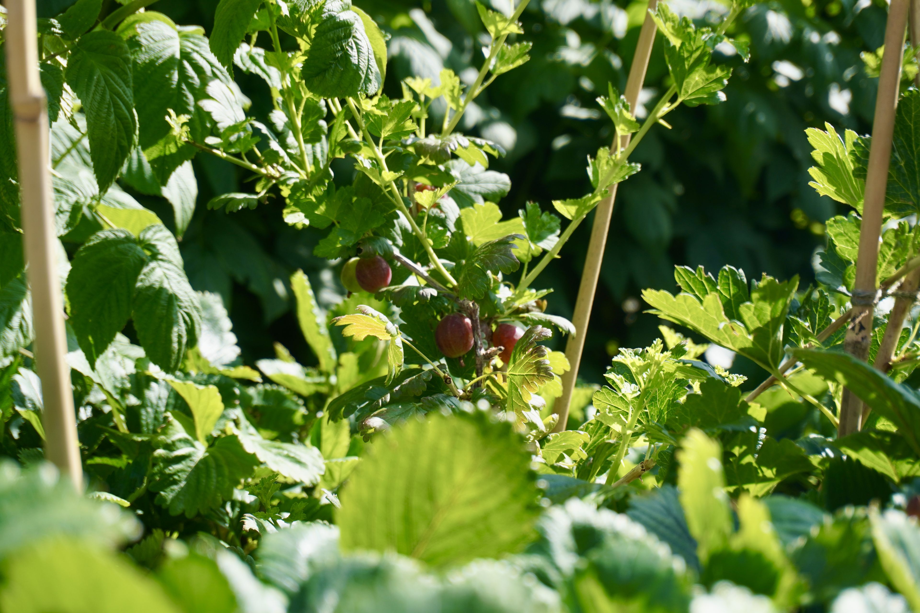 A bush with ripe red fruit surrounded by lush green leaves and wooden supports in a sunlit garden.