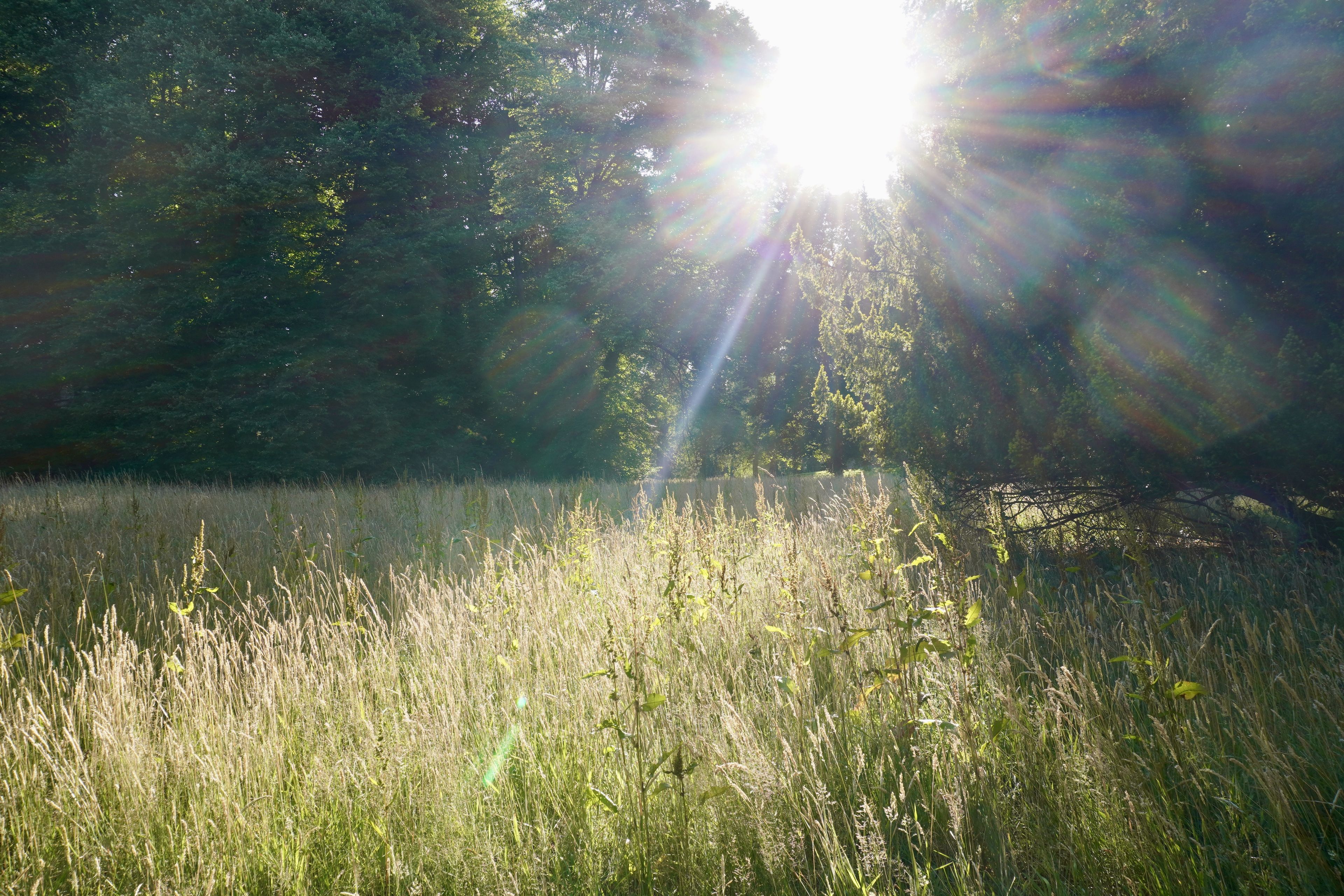 Sunlight streams through trees onto a meadow of tall grass, creating a serene and radiant natural scene.