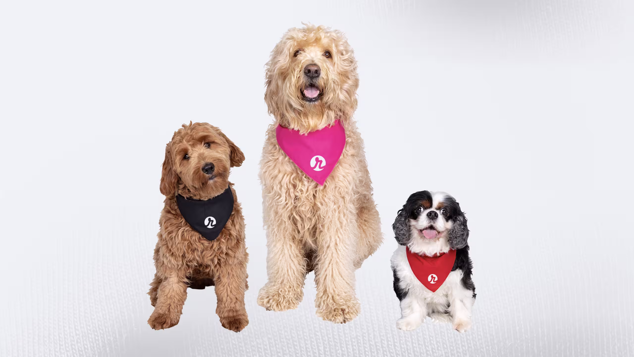 three dogs wearing bandannas 