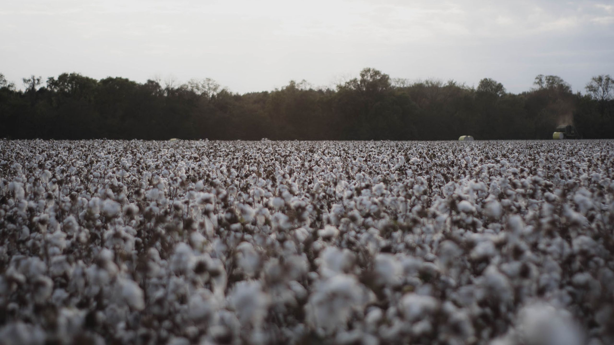 desaturated image of a field of cotton