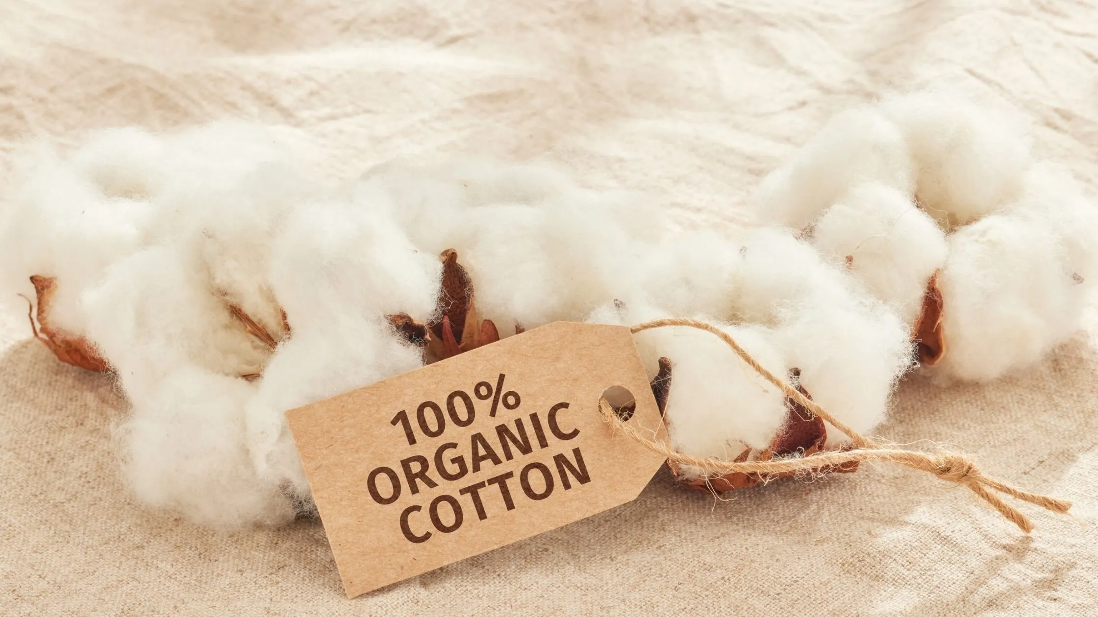 A bunch of fluffy cotton with a tag reading "100% Organic Cotton" on a textured beige fabric background.