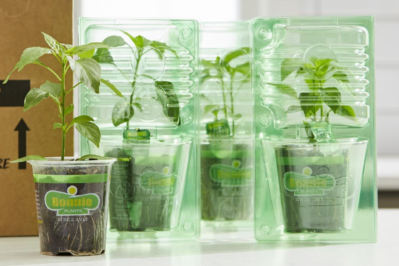 Gemüsepflanzen in Bestform bei Bonnie Plants